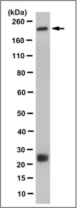 MilliporeSigma anti-Siglec-1 (CD169) Clone: 5F1.1, 100&mu;g, Unlabeled:Antibodies,